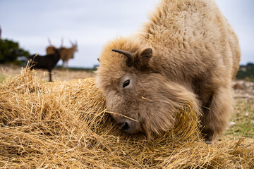 albino bison