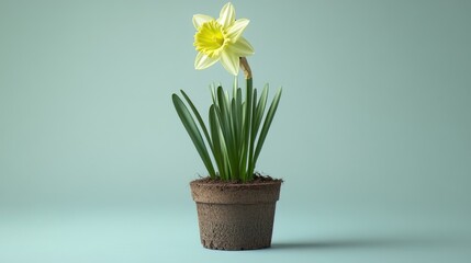 Single daffodil with vibrant yellow bloom in a brown pot, set against a light blue background.