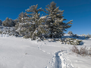 Winter Landscape of Vitosha Mountain, Bulgaria
