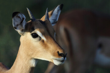 Schwarzfersenantilope / Impala / Aepyceros melampus.