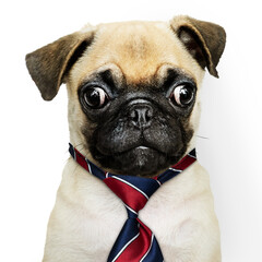 Business puppy png sticker, pug pet on transparent background