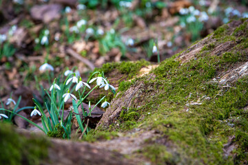 Snowdrops (Galanthus nivalis) blooming beside moss-covered roots in morning sun