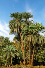 Obraz premium palm trees on the nile river