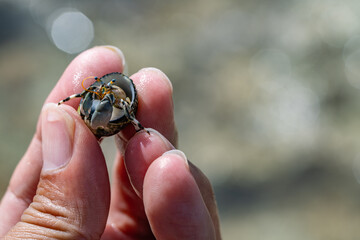 Calcinus seurati, commonly known as Seurat's hermit crab or whitebanded hermit, is a species of hermit crab in the family Diogenidae. Diamond Head Beach Park, Honolulu, Oahu Hawaii.  