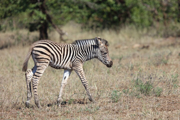 Steppenzebra / Burchell's zebra / Equus quagga burchellii.