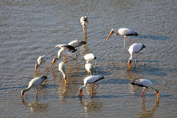Nimmersatt / Yellow-billed stork / Mycteria ibis