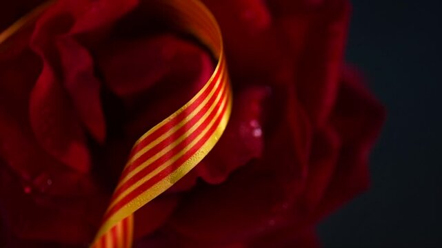 Red rose and a flag of Catalonia, Sant Jordi art design, Catalan tradition. Gift. Saint George Day, Spain 