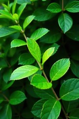 Fototapeta premium Foliage of Schleichera oleosa with varying shades of green, plant life,