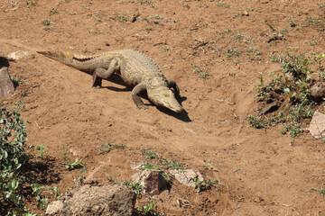 Nilkrokodil / Nile crocodile / Crocodylus niloticus
