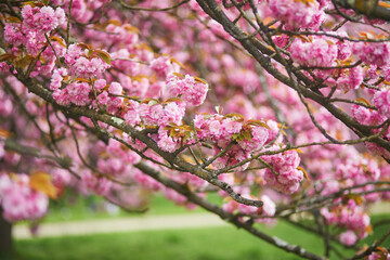 Branch of cherry blossom tree with beautiful pink flowers on a sunny spring day.