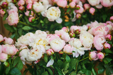 Bunches of fresh peony on flower market in Paris, France.