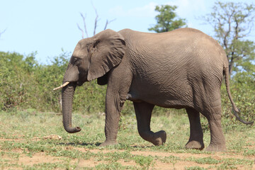 Fototapeta premium Afrikanischer Elefant / African elephant / Loxodonta africana