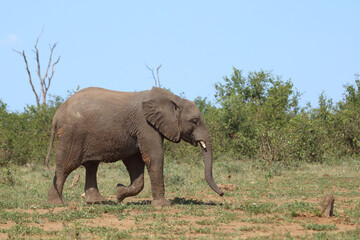 Obraz premium Afrikanischer Elefant / African elephant / Loxodonta africana