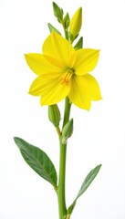 Single yellow salvia flower with prominent stamen isolated on white background, salvia, flower, yellow