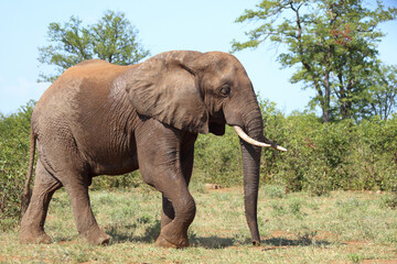 Obraz premium Afrikanischer Elefant / African elephant / Loxodonta africana