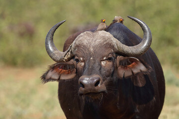 Kaffernbüffel und Gelbschnabel-Madenhacker / African buffalo and Yellow-billed oxpecker / Syncerus caffer et Buphagus africanus.