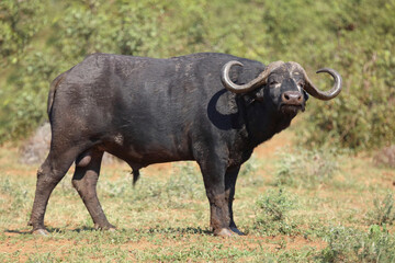 Kaffernbüffel / African buffalo / Syncerus caffer