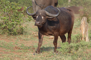 Kaffernb&uuml;ffel / African buffalo / Syncerus caffer