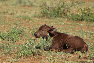 Fototapeta premium Kaffernbüffel / African buffalo / Syncerus caffer.