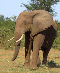 Obraz premium Afrikanischer Elefant / African elephant / Loxodonta africana
