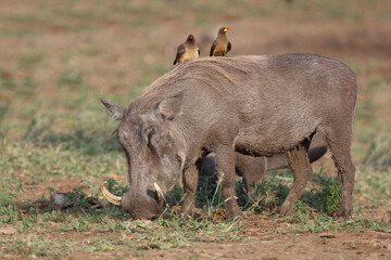 Warzenschwein und Gelbschnabel-Madenhacker / Warthog and Yellow-billed oxpecker / Phacochoerus...