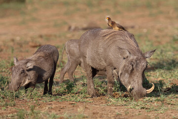 Warzenschwein und Gelbschnabel-Madenhacker / Warthog and Yellow-billed oxpecker / Phacochoerus africanus et Buphagus africanus.....