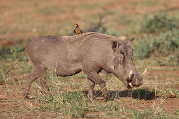 Warzenschwein und Gelbschnabel-Madenhacker / Warthog and Yellow-billed oxpecker / Phacochoerus...