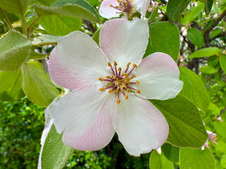 The flower of a Cydonia oblonga tree. Cydonia oblonga Mill. Quince Tree, Dunja, Membrillo, Quince, Codony. Fragrant young white flower on blossoming quince tree.