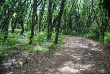 La foresta di Monte Sant'Antonio