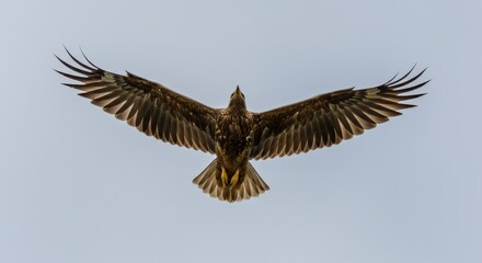 Obraz premium Eagle soaring in the sky