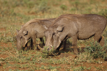 Warzenschwein / Warthog / Phacochoerus africanus.