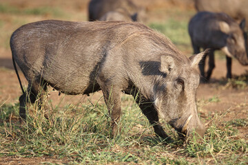 Fototapeta premium Warzenschwein / Warthog / Phacochoerus africanus..
