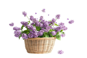 Fototapeta premium Vibrant lilacs in a woven basket create a stunning floral display on a bright, minimalist background isolated on transparent background