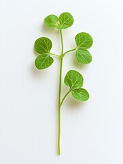 Green Ivy Plant Leaves