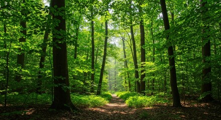 Fototapeta premium Sunlight Filtering Through Leaves in Lush Forest