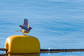 Golden-crowned Kinglet Taking Off
