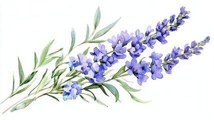 Naklejka premium Watercolor lavender sprigs on white background with green leaves and purple flowers
