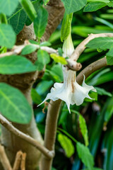 Brugmansia suaveolens pertenece a la familia de Solanaceae.