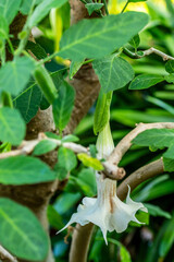 Brugmansia suaveolens pertenece a la familia de Solanaceae.