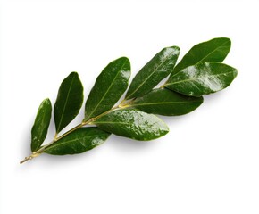 Obraz premium Fresh Green Leafy Branch on White Background for Natural Design