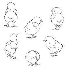  Baby Chicks Line Art Hand Drawn Vector Illustration Fine Line Elements