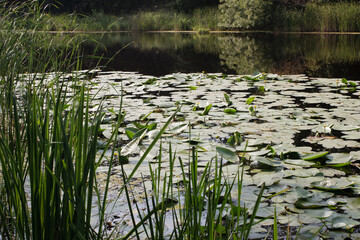 Water lilies in forest pond. Tranquil landscape