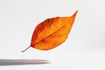 Floating autumn leaf dances in sunlight, casting a gentle shadow on a serene background isolated on transparent background