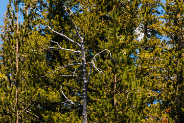 Lush green forest with rolling hills in the Sierra Nevada mountains.