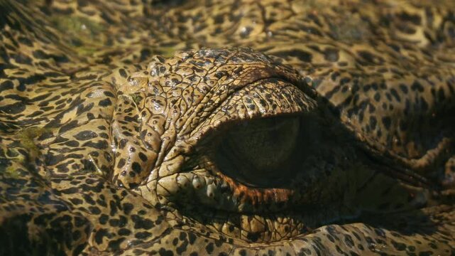 close up of a sanctuary crocodile eye 