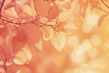 Fototapeta premium Soft sunlight filters through delicate leaves.