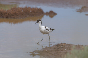 avocet in a marsh in Morbihan