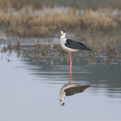 Black-winged stilt and its reflection in the Suscinio marshes in Brittany