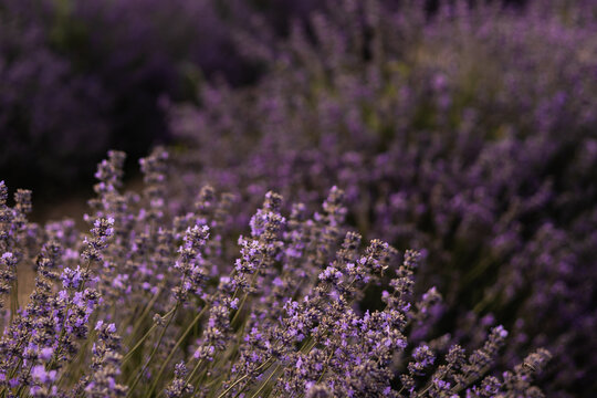 Close up of vibrant lavender field in full bloom