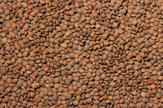 Full frame of textured brown lentil seeds